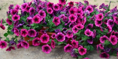 Koliko dana petunija niče iz sjemena u granulama